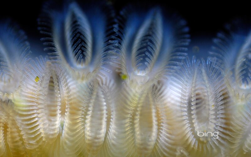 Close-up of a marine worm