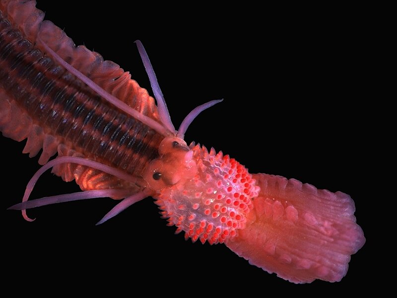 Close-up of a marine worm