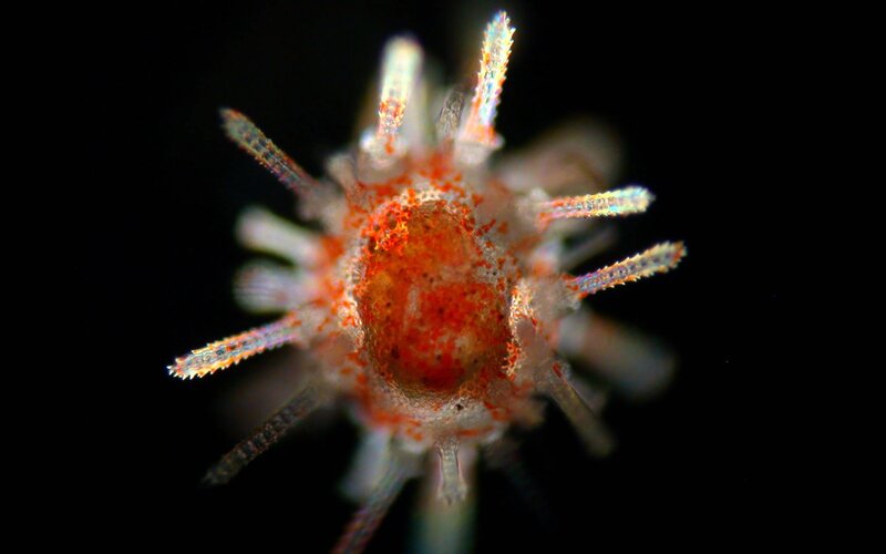 Close-up of a Marine Worm — Red