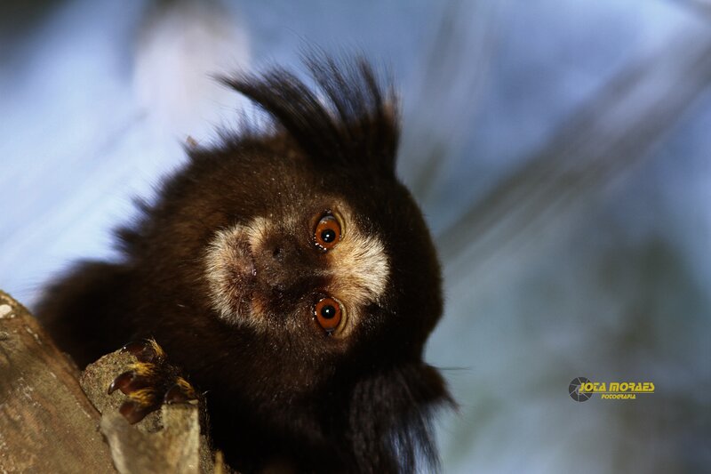 Close-up of a marmoset monkey