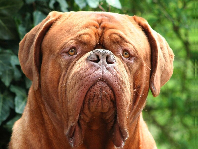close-up of a mastiff dog