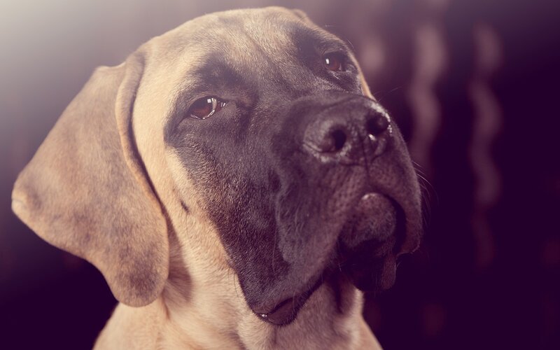 close-up of a mastiff dog