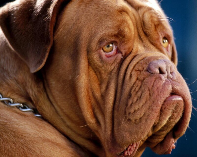 close-up of a mastiff dog