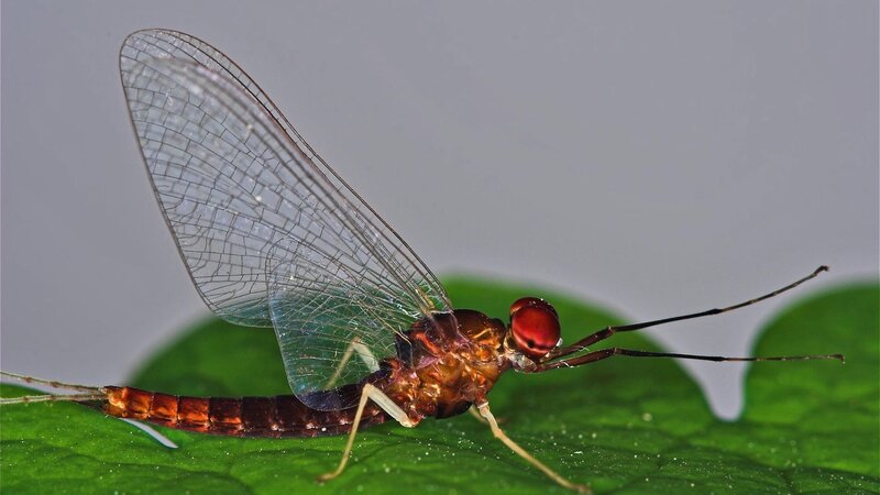 Close-up of a mayfly