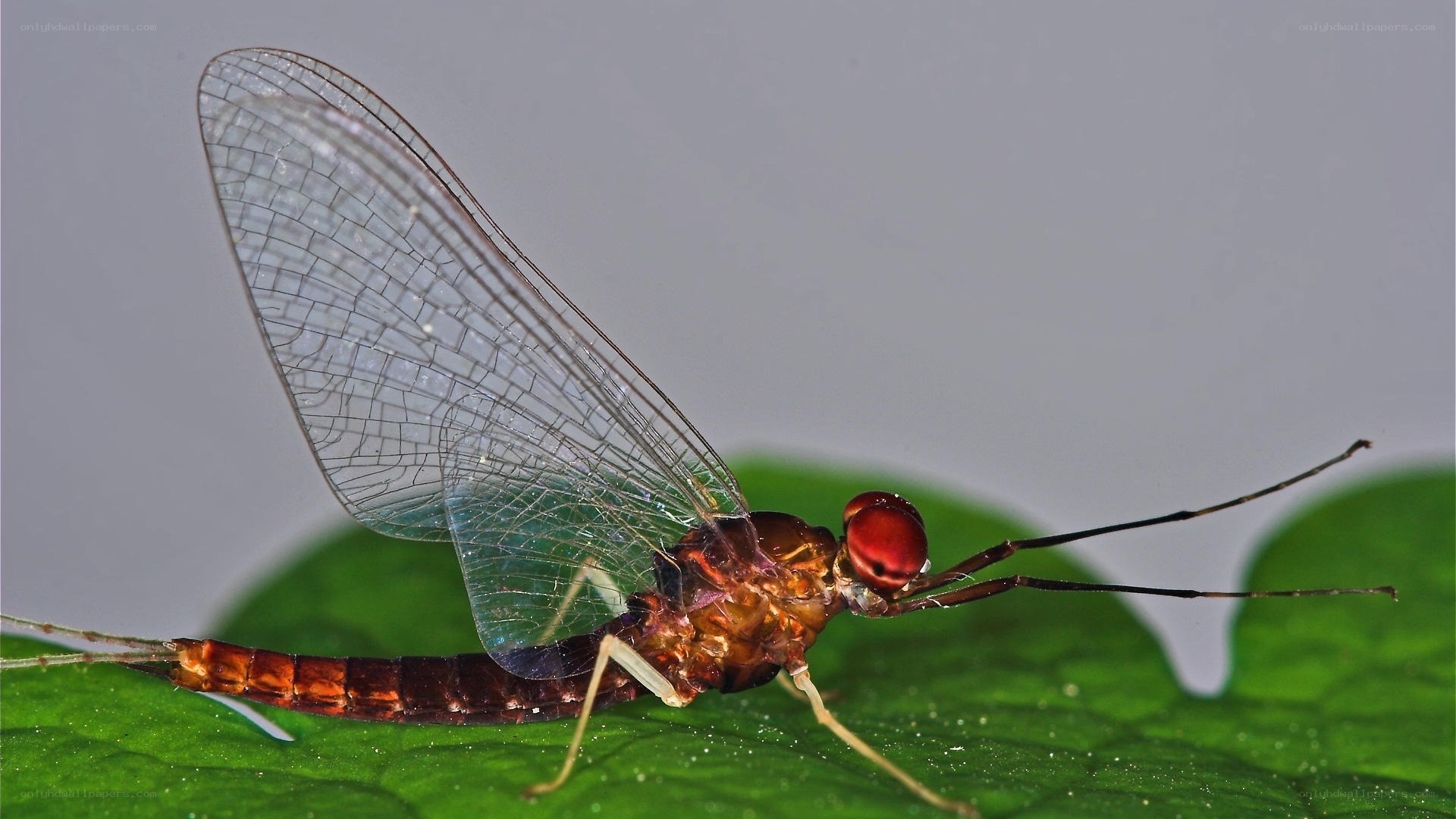 Close-up of a mayfly