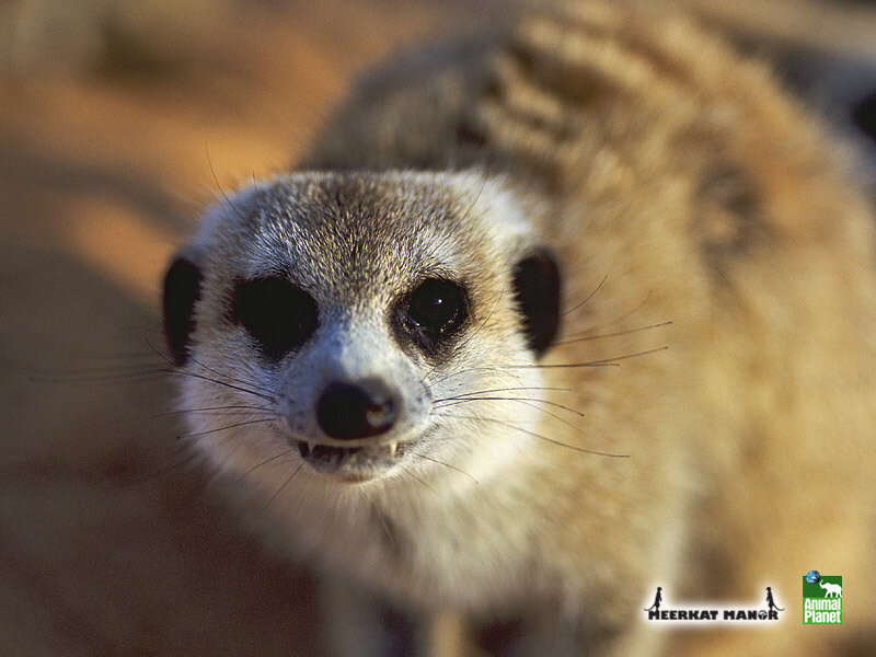 close-up of a meerkat