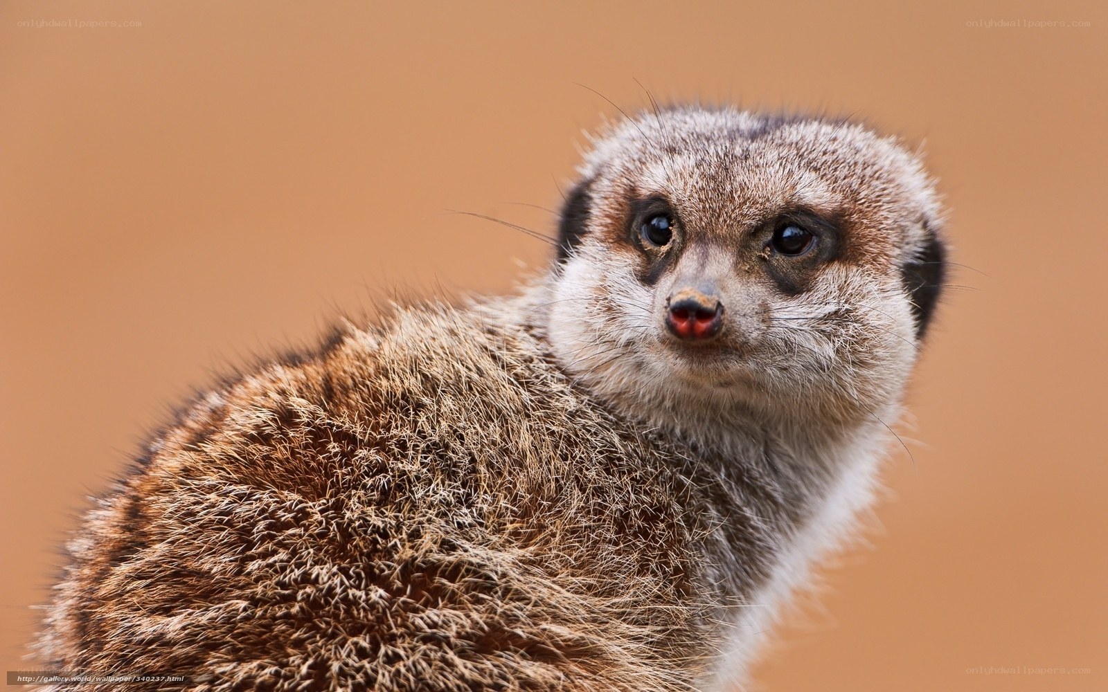 Close-up of a meerkat