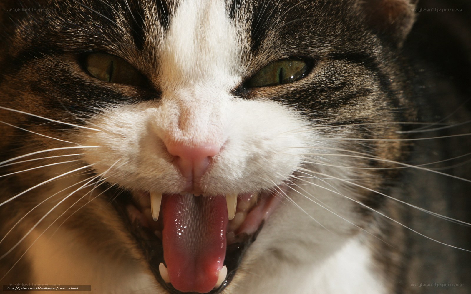 close-up of a meowing cat