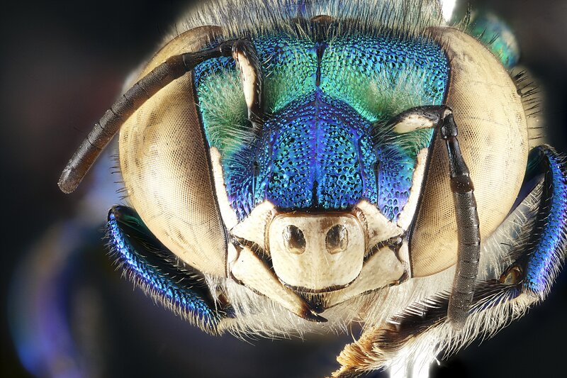 close-up of a metallic bee