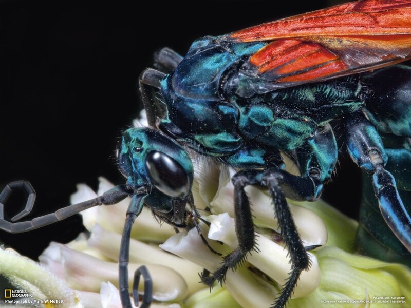 Close-up of a metallic wasp