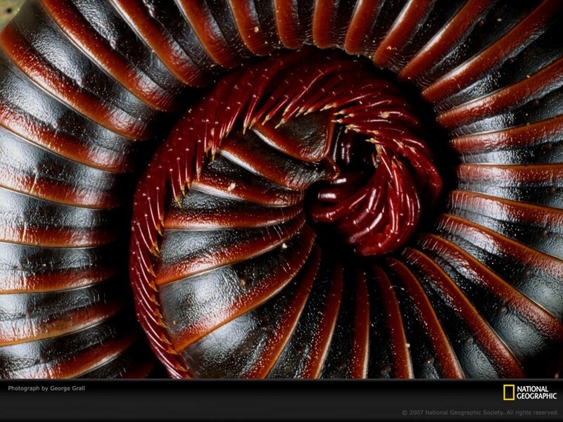 Close-up of a millipede