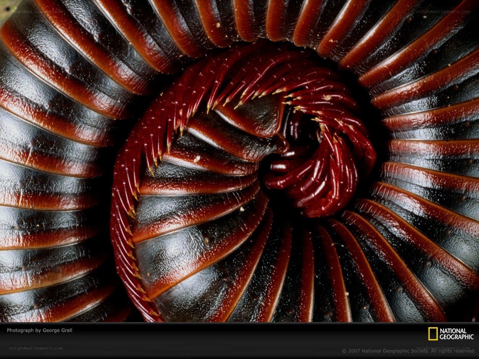 Close-up of a millipede