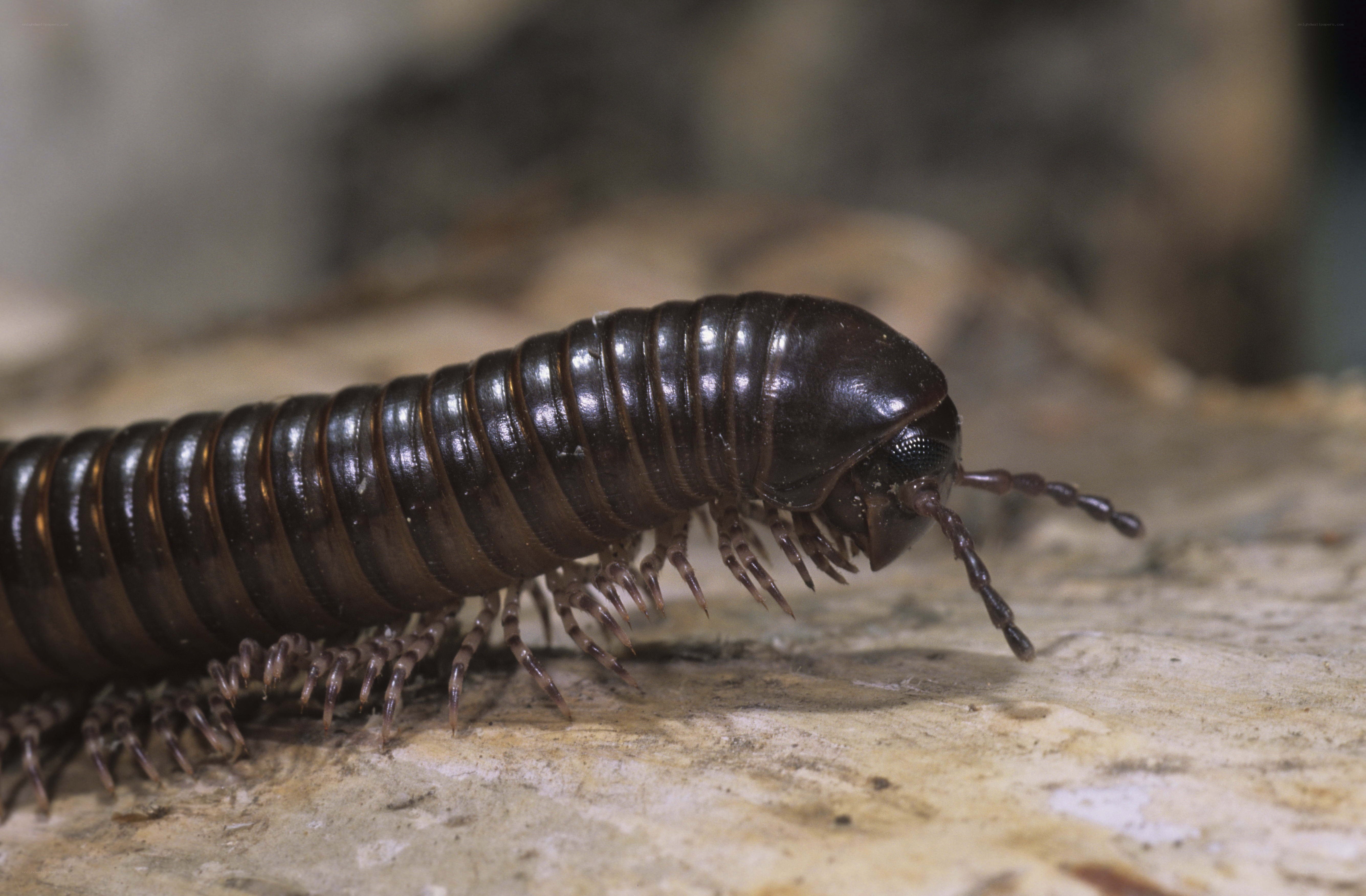 Close-up of a millipede