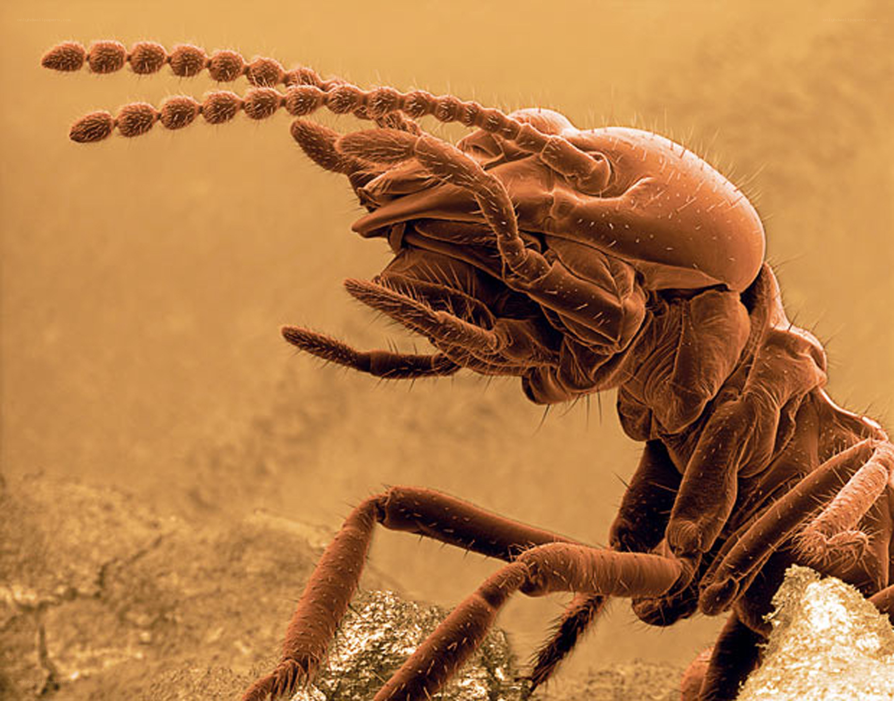 close-up of a mite