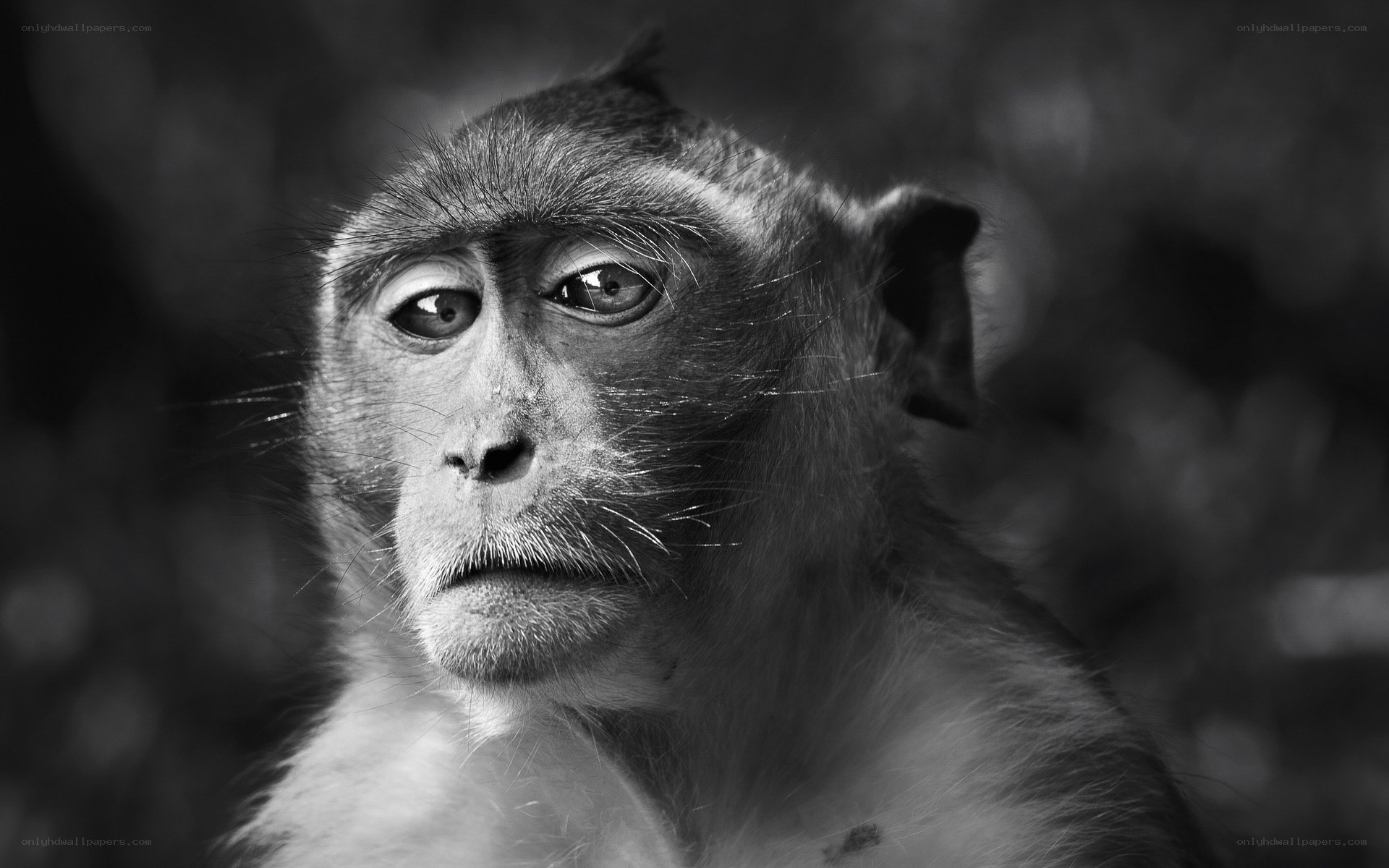 close-up of a monkey