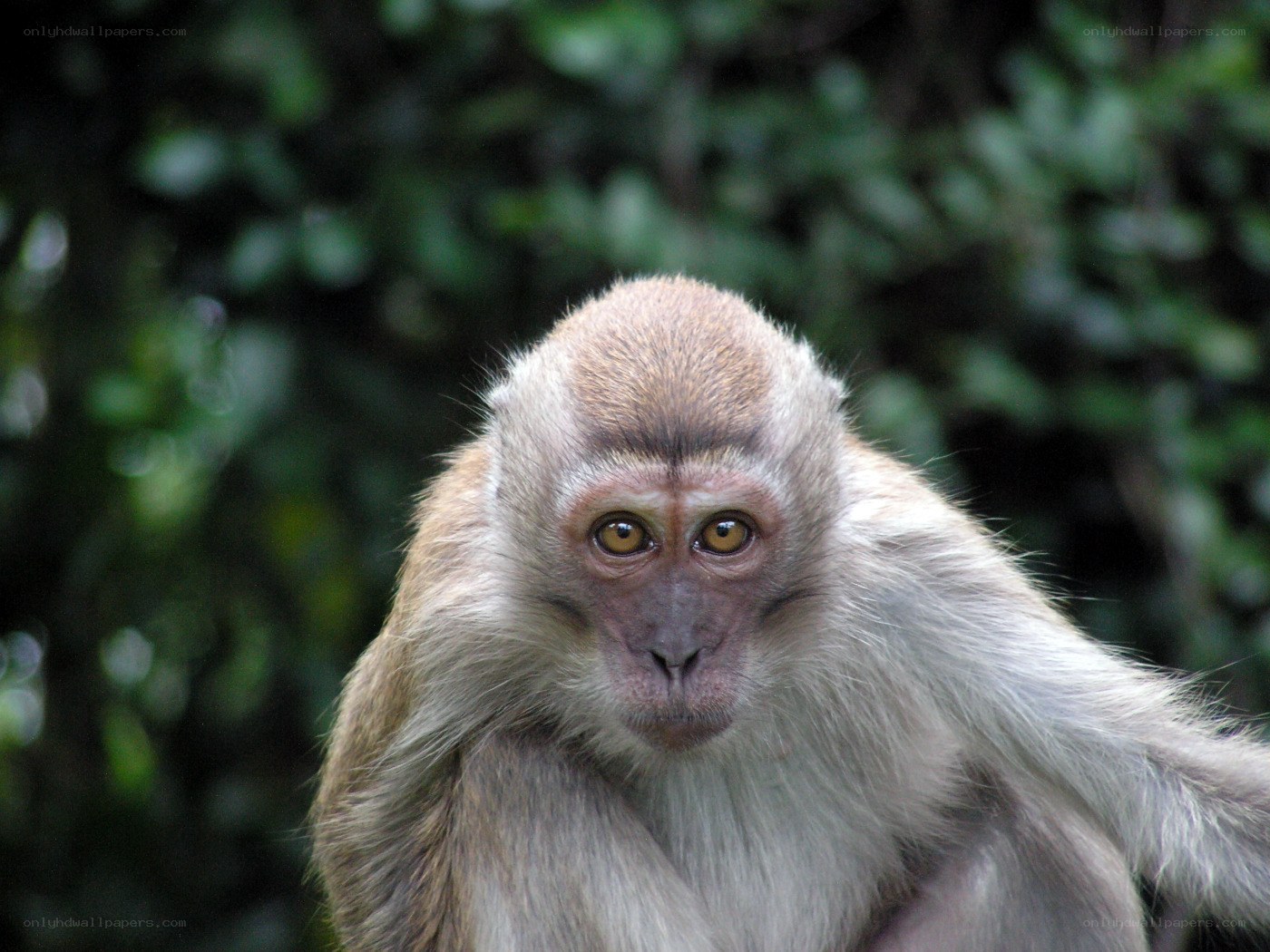 Close-up of a monkey