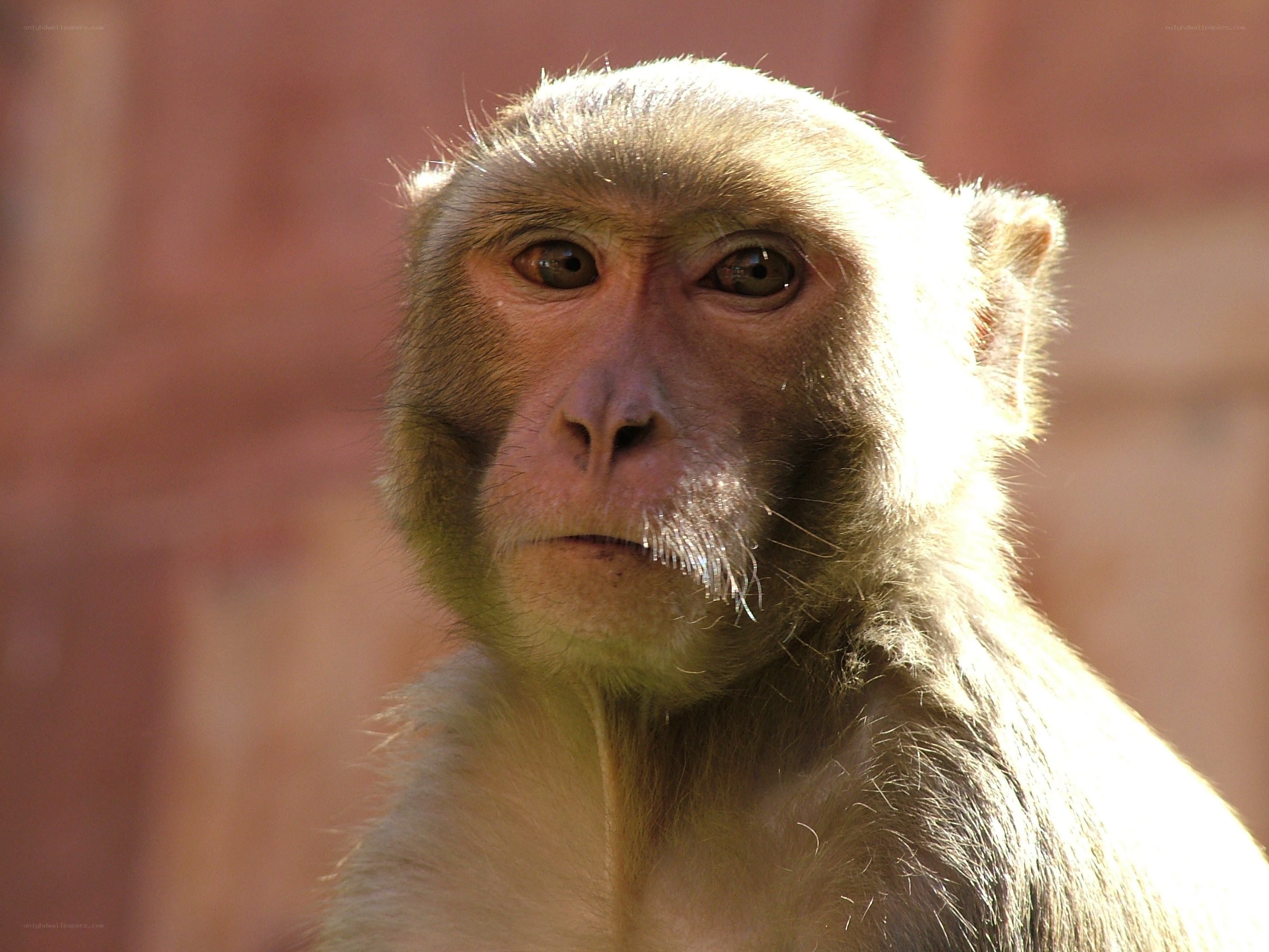 close-up of a monkey
