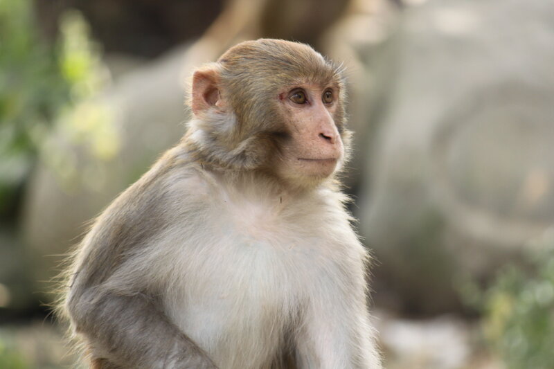 close-up of a monkey