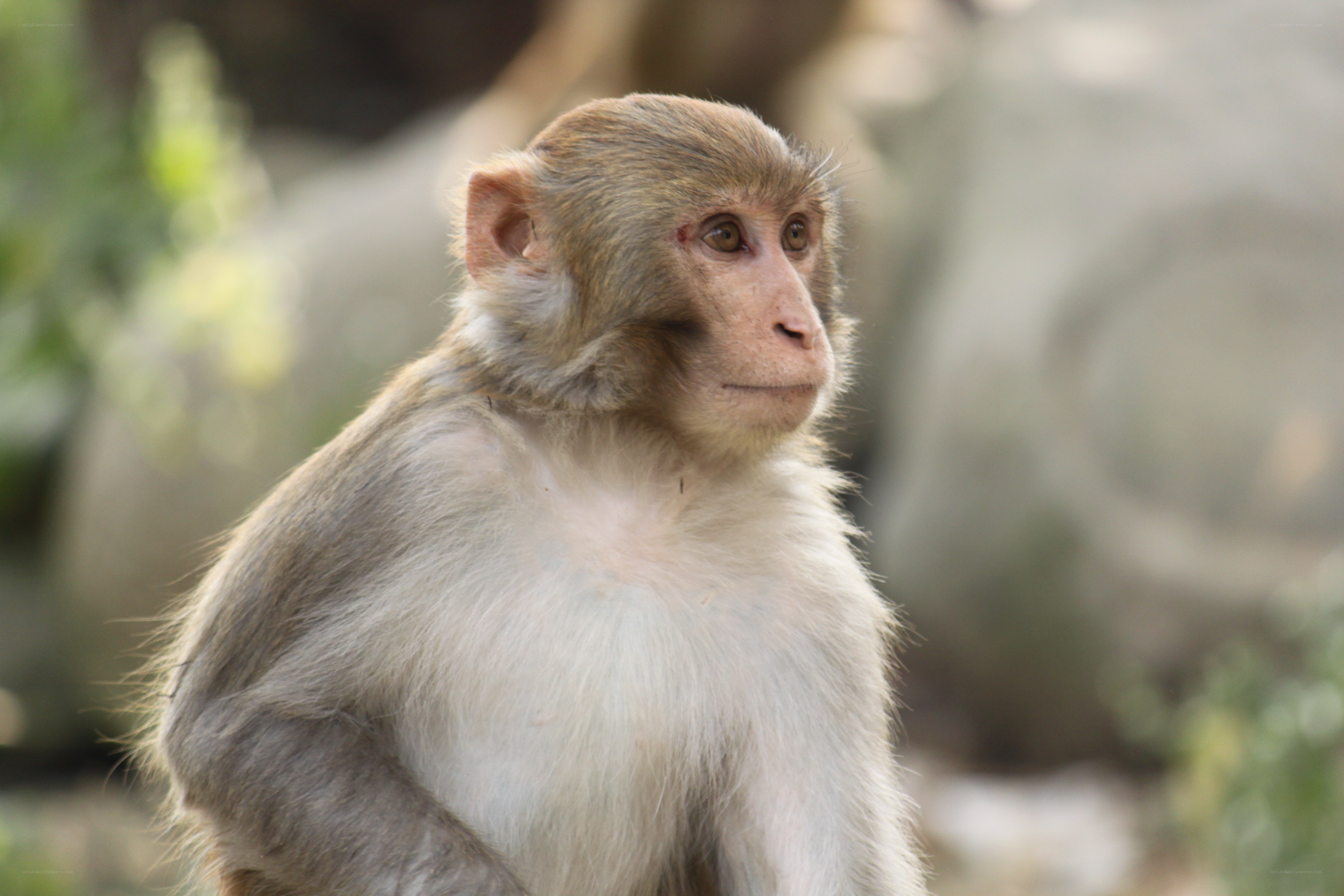 close-up of a monkey