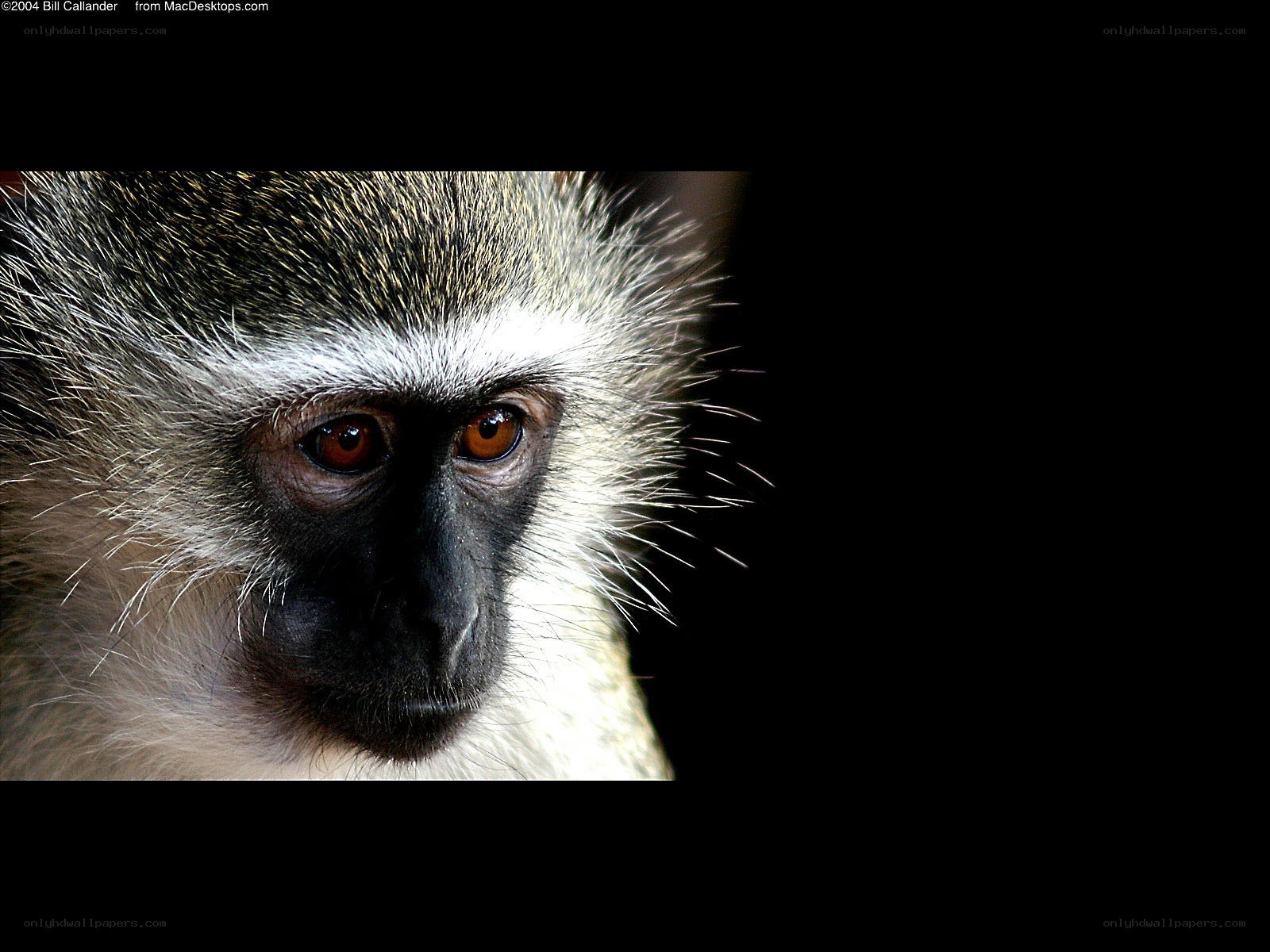 close-up of a monkey