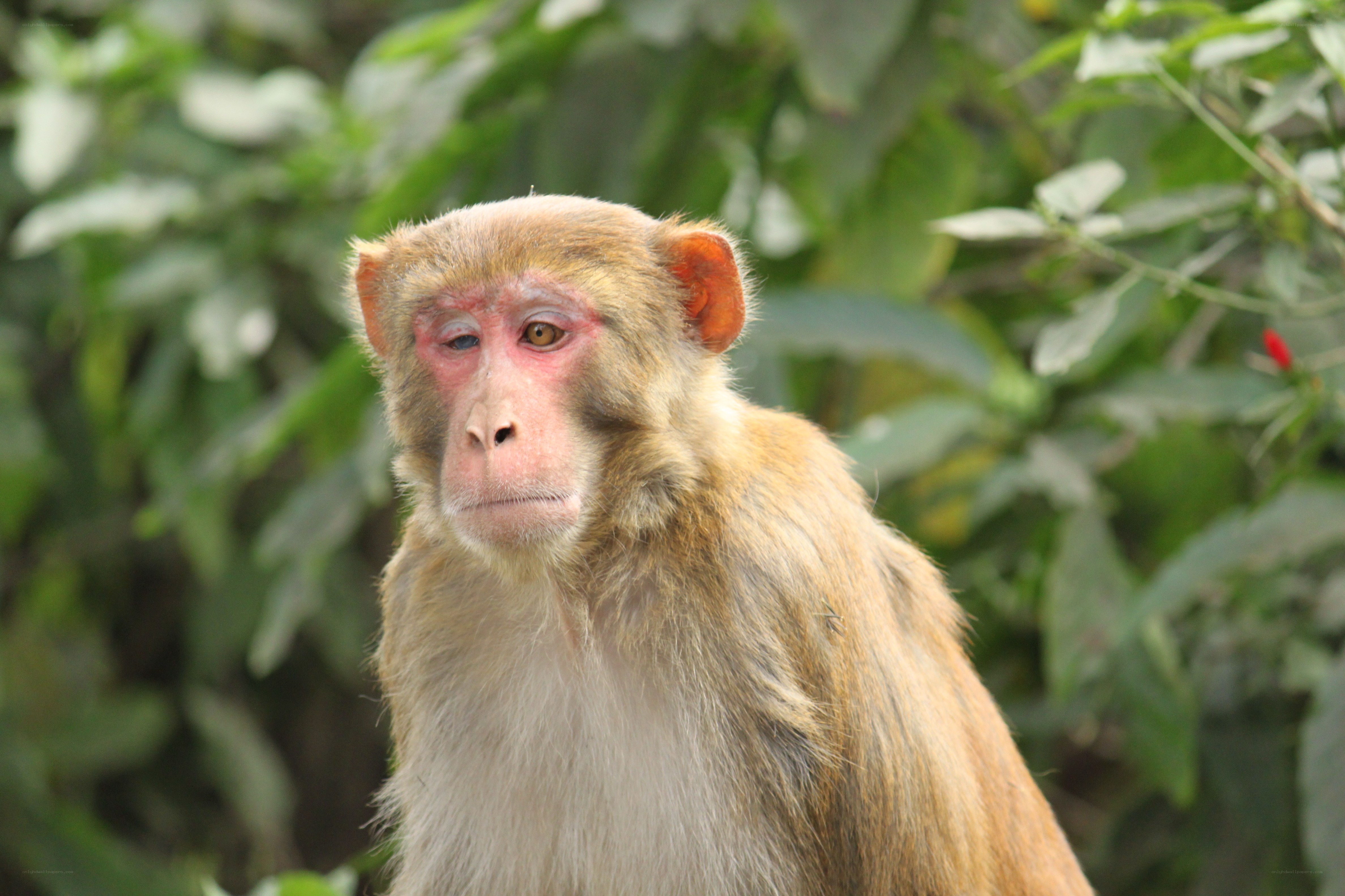 close-up of a monkey