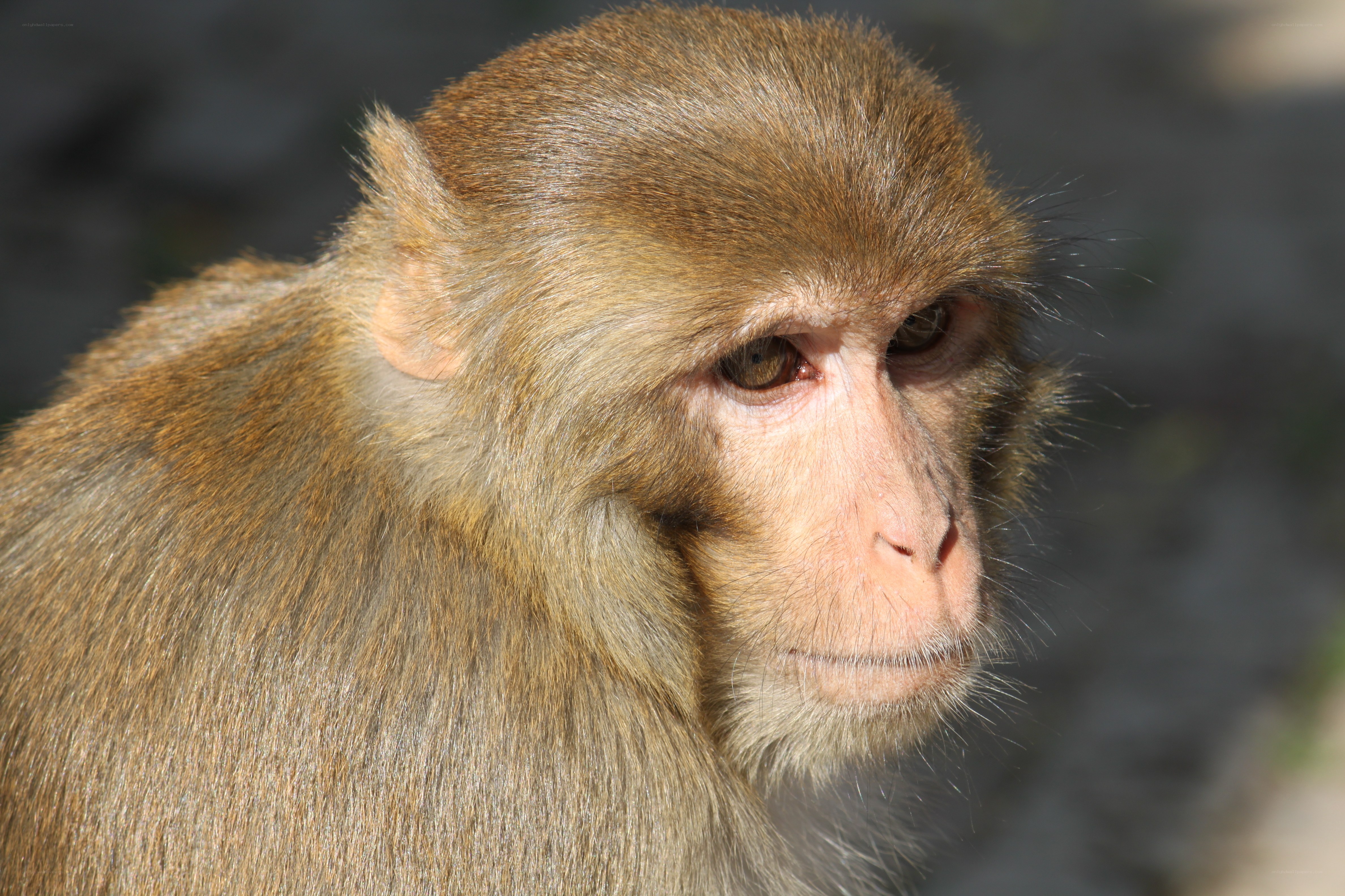 close-up of a monkey