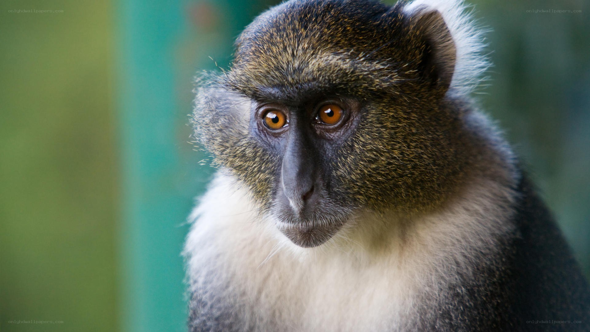 close-up of a monkey