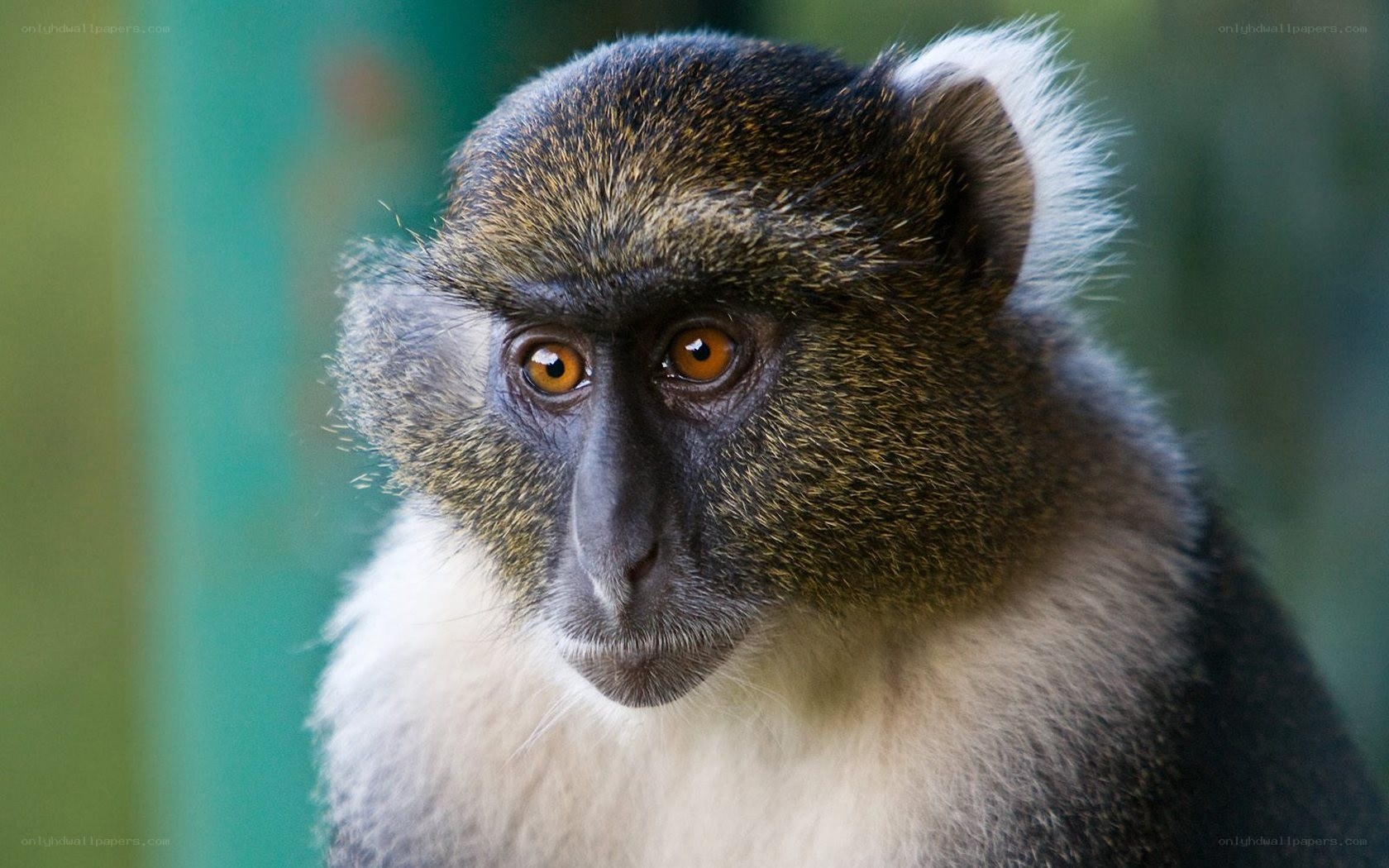 close-up of a monkey