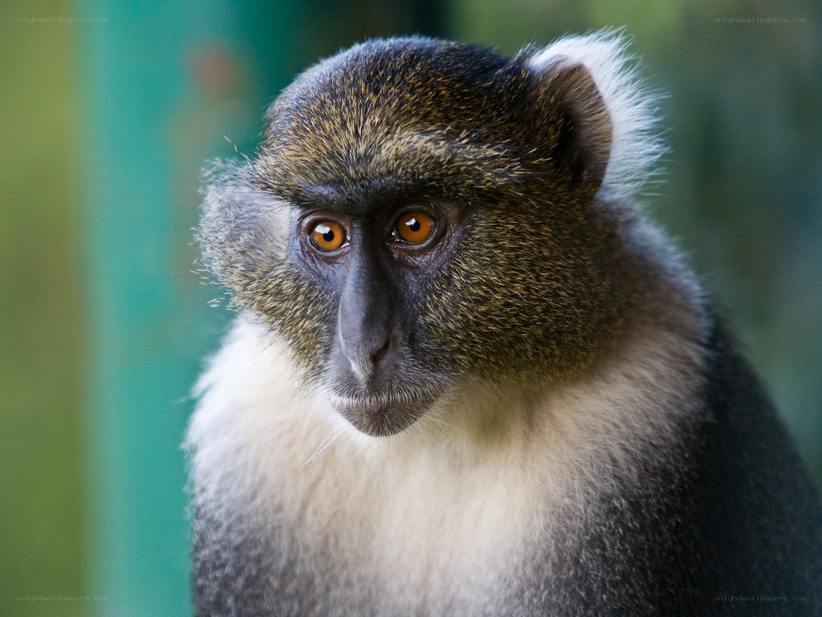 close-up of a monkey