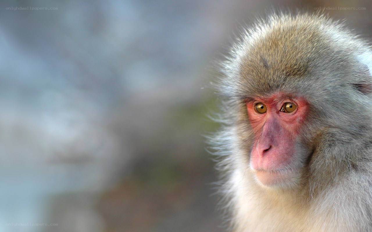 Close-up of a monkey face