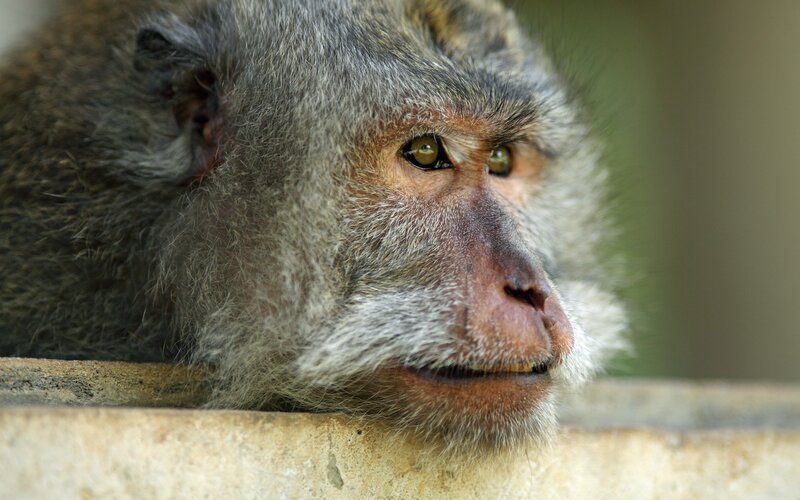 close-up of a monkey face