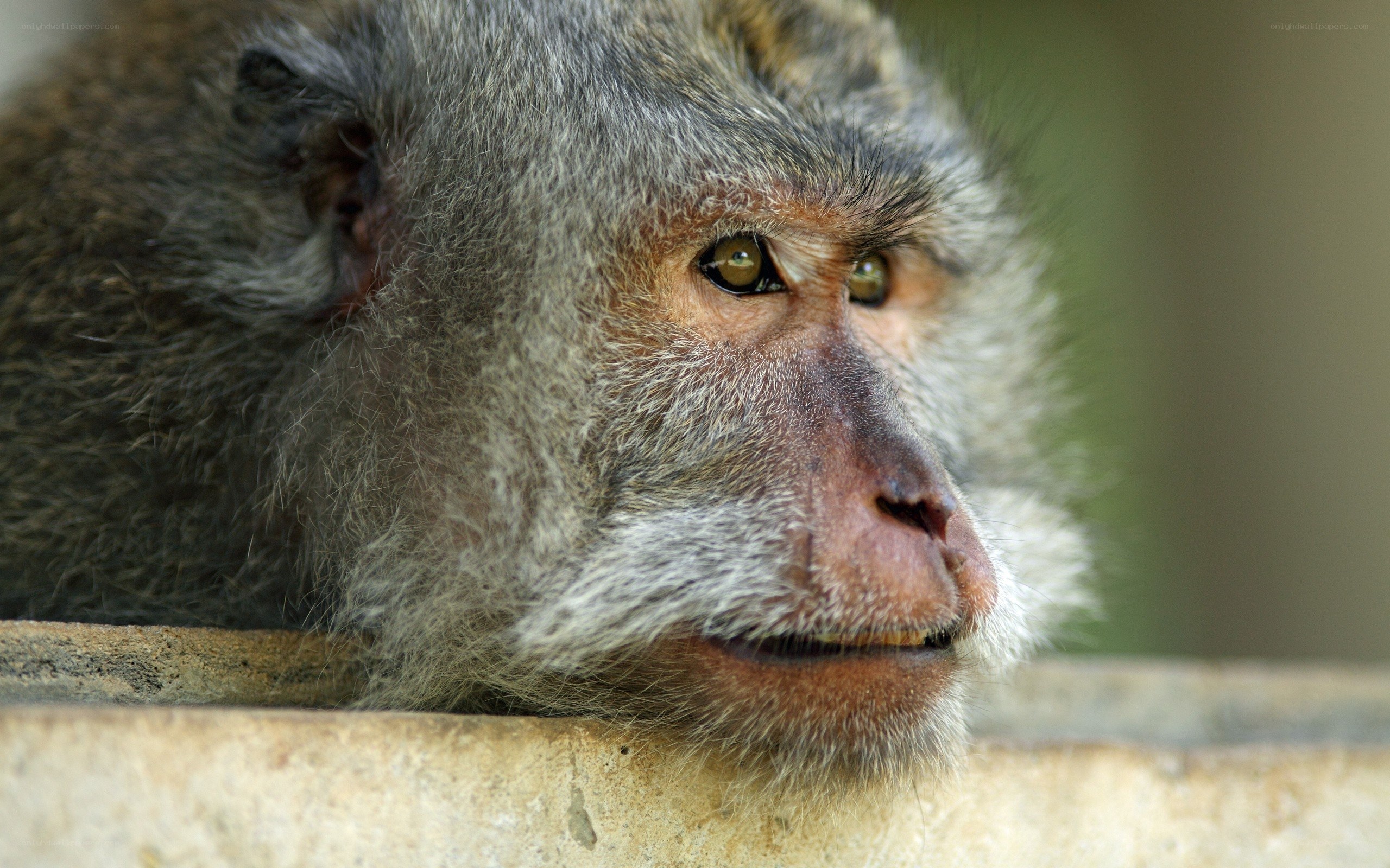 close-up of a monkey face