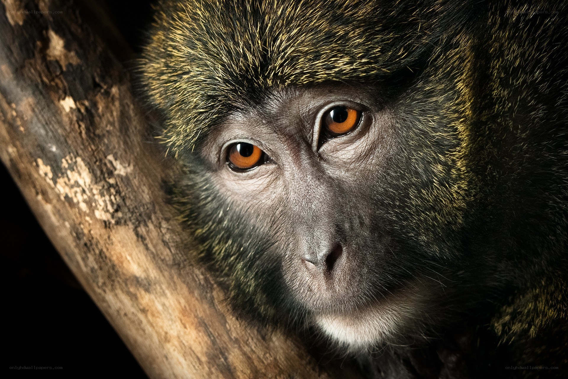 Close-up of a monkey's face