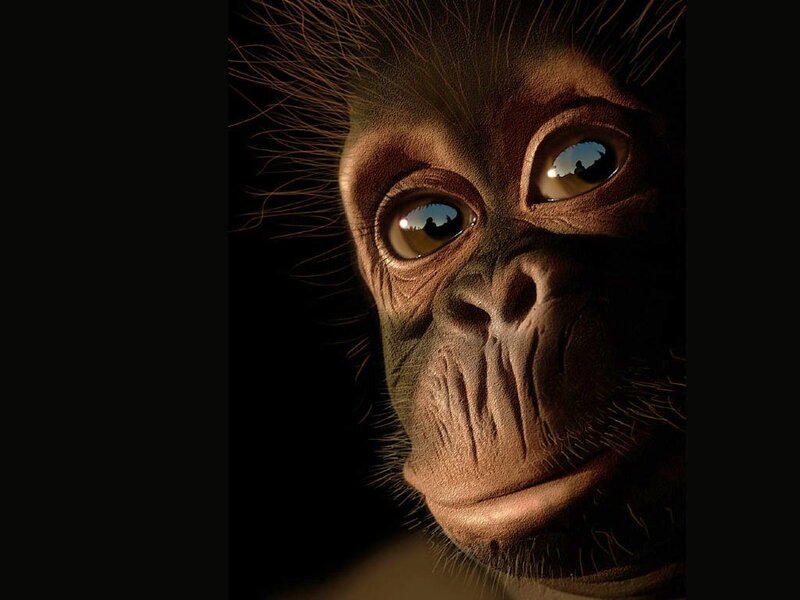 close-up of a monkey's face