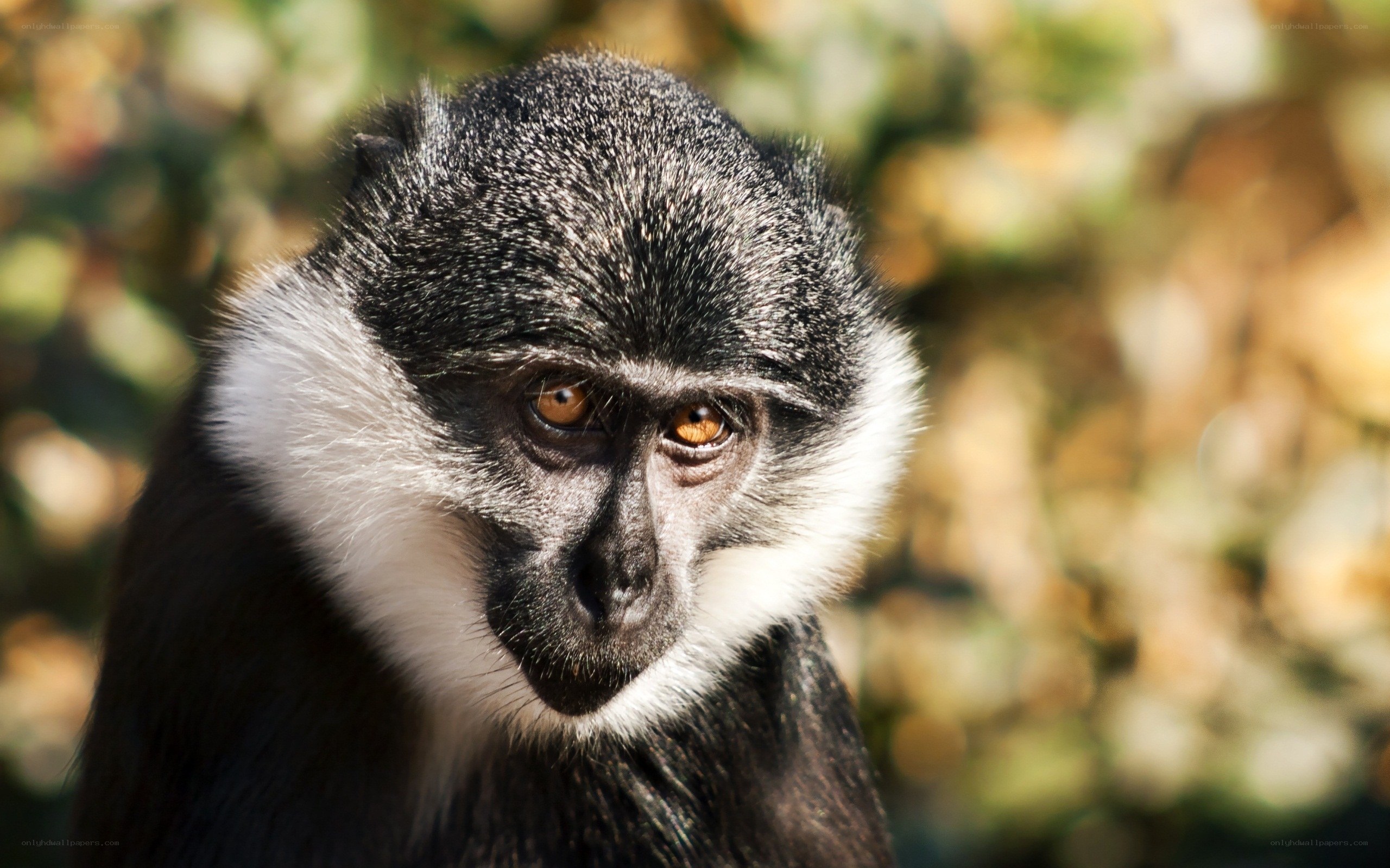 Close-up of a monkey