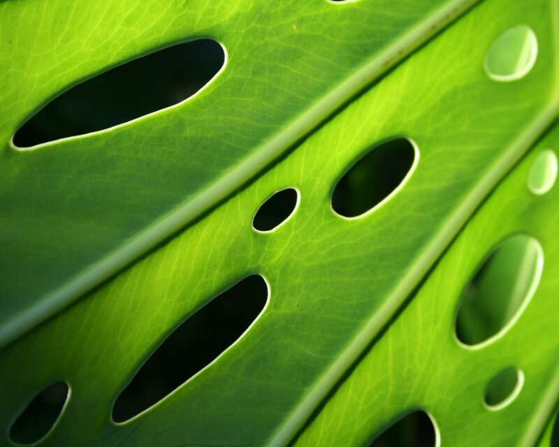 Close-up of a monstera leaf
