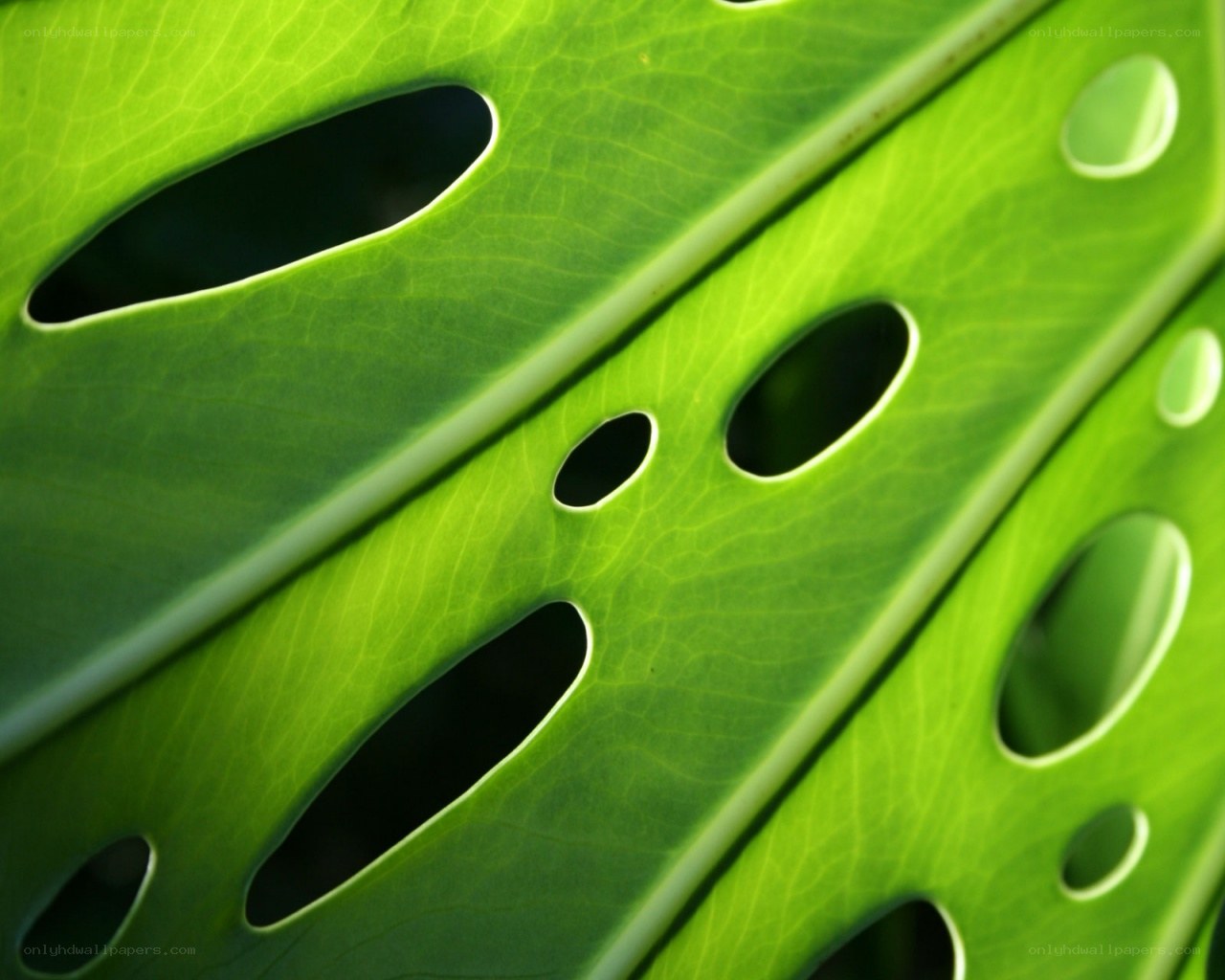 Close-up of a monstera leaf