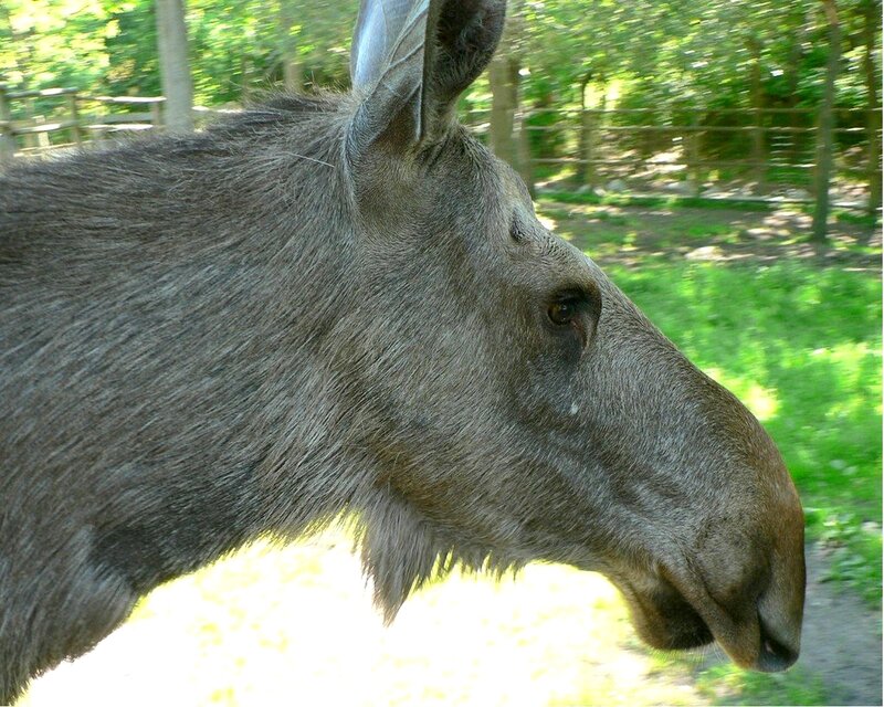 Close-up of a moose head