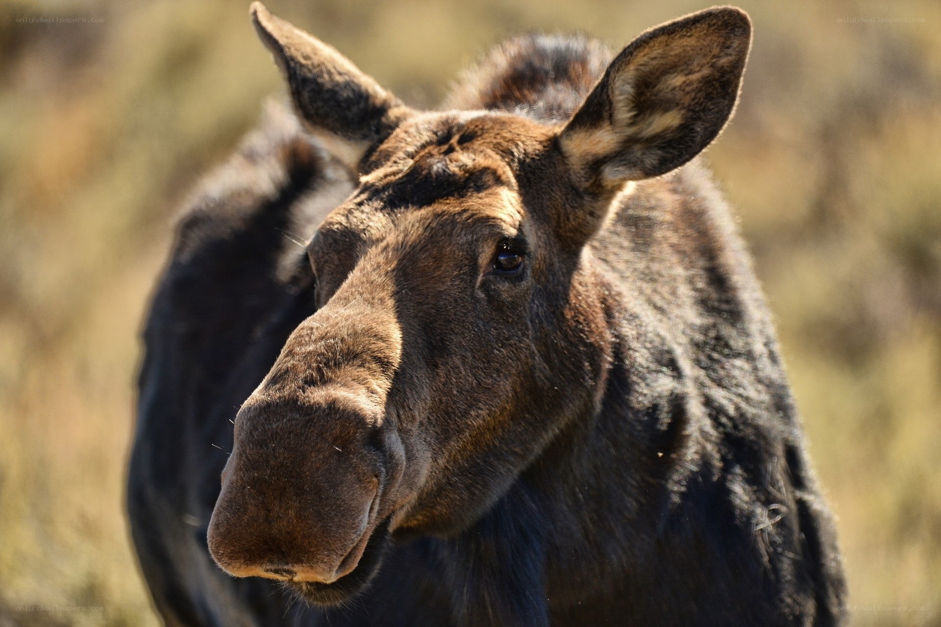 Close-up of a moose