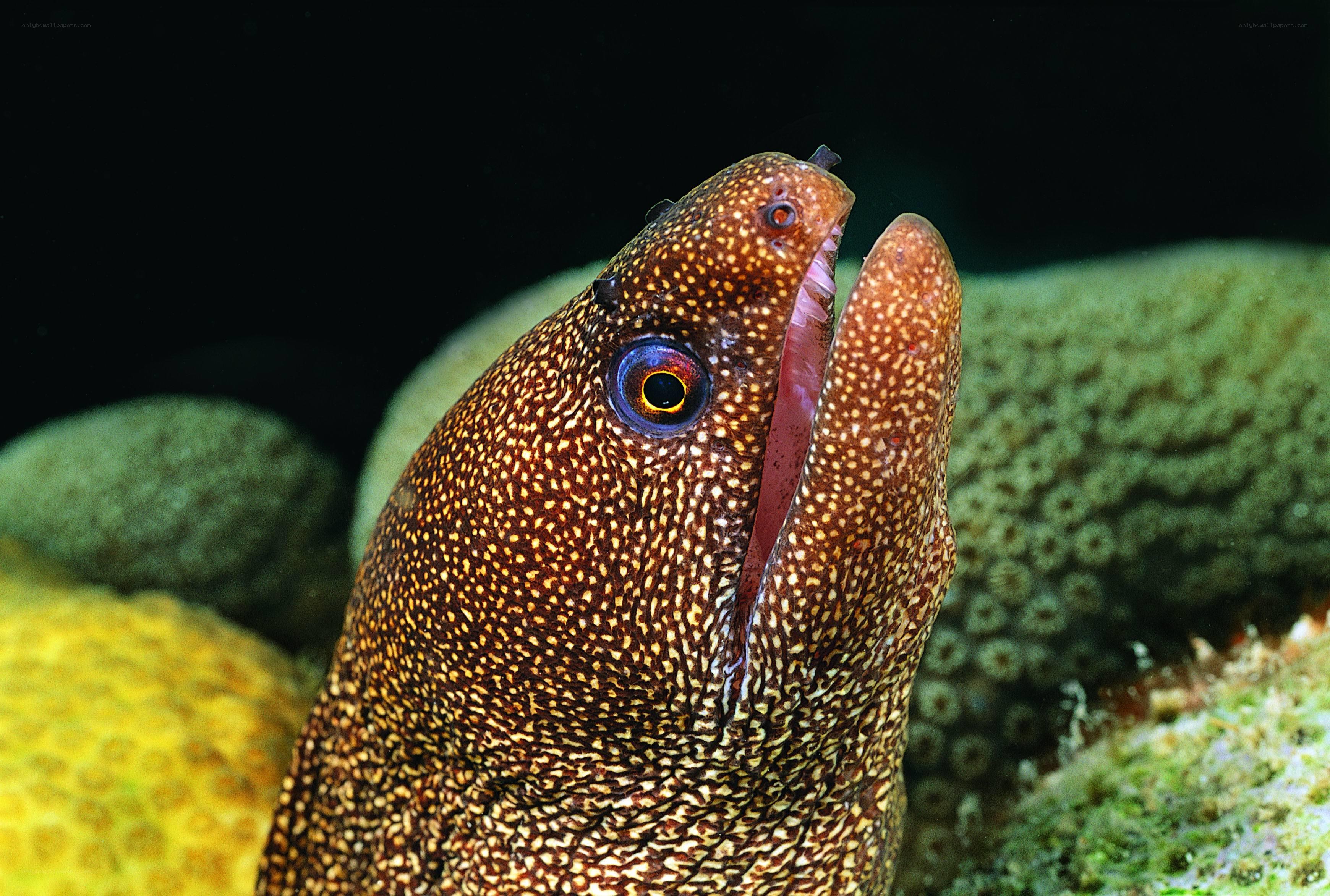 close-up of a moray eel
