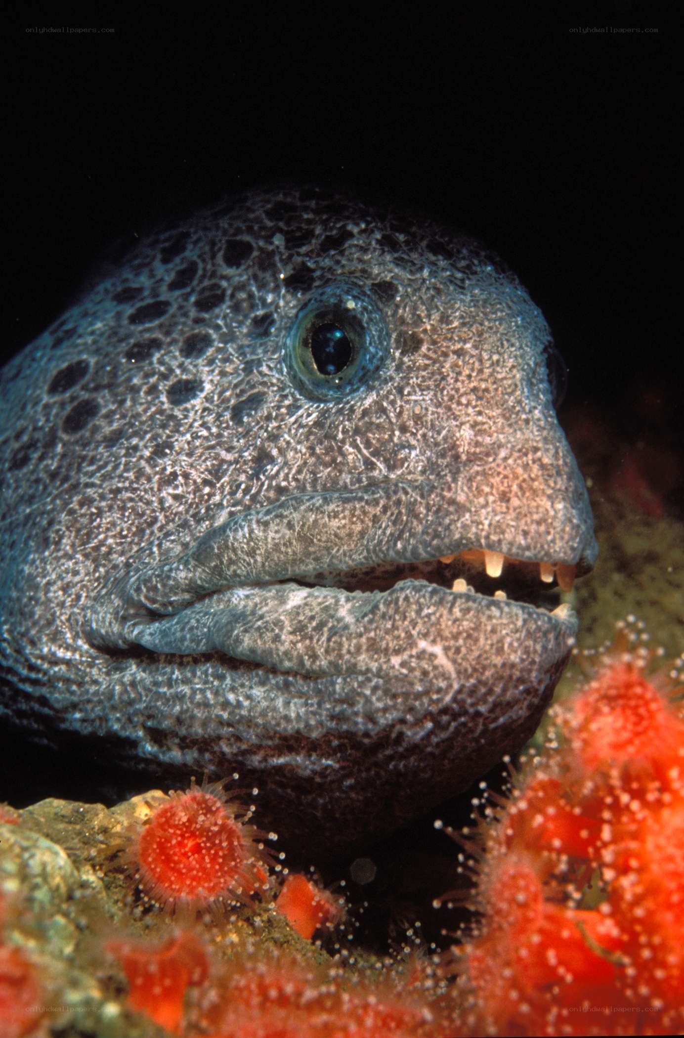 Close-up of a moray eel