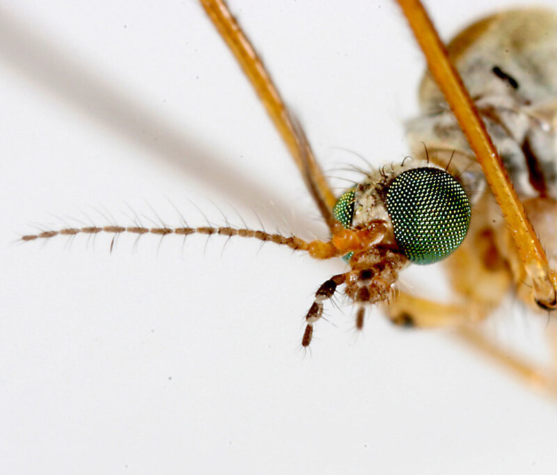 close-up of a mosquito