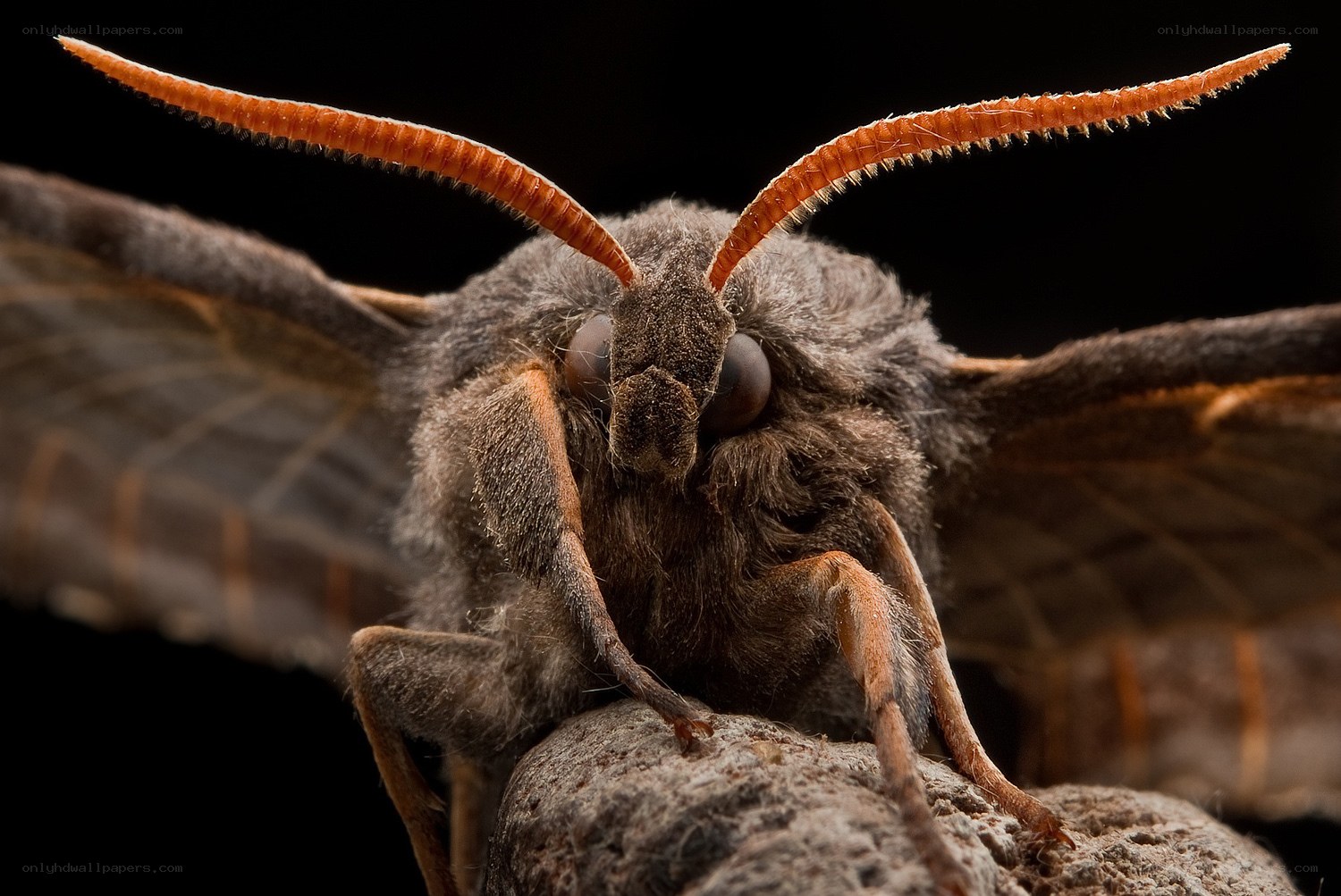 Close-up of a moth