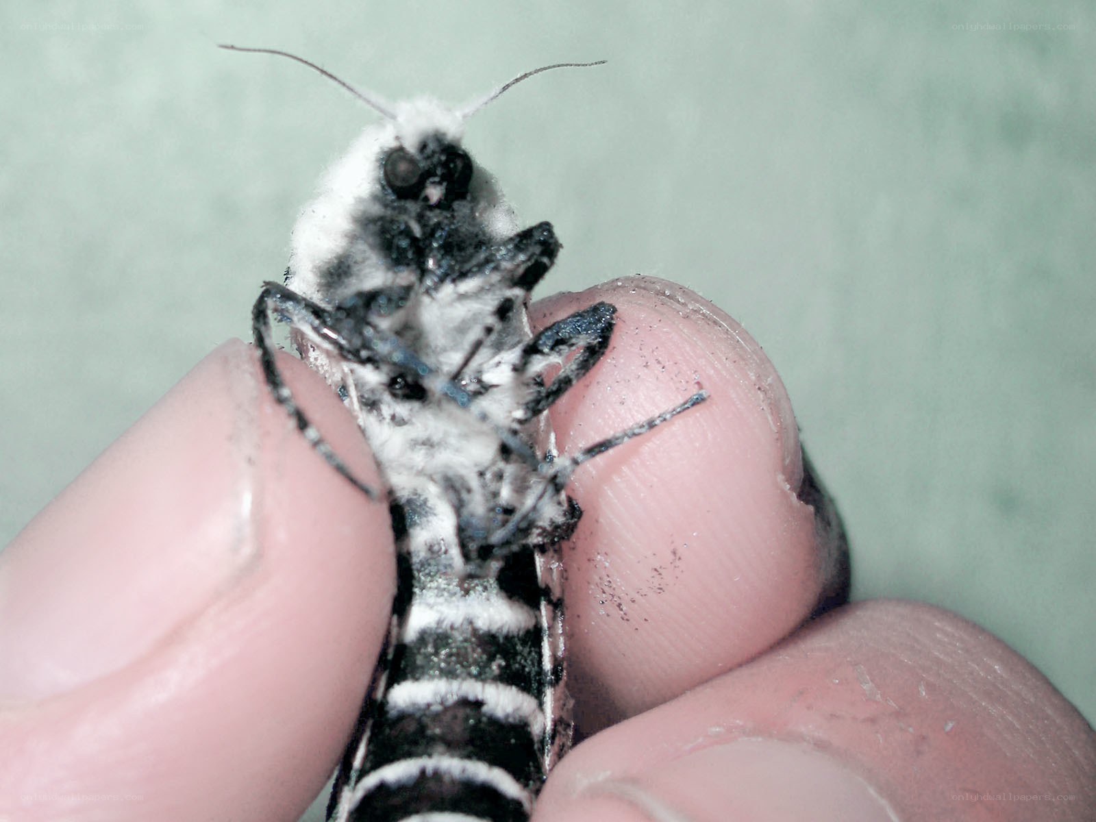 close-up of a moth