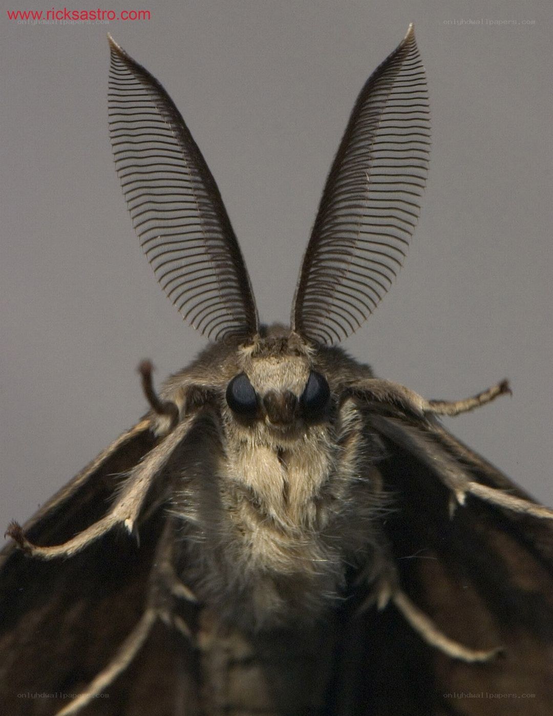 close-up of a moth