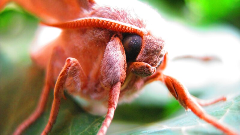 close-up of a moth