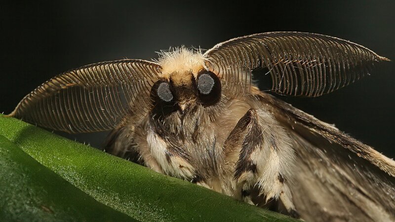 Close-up of a Moth — Green