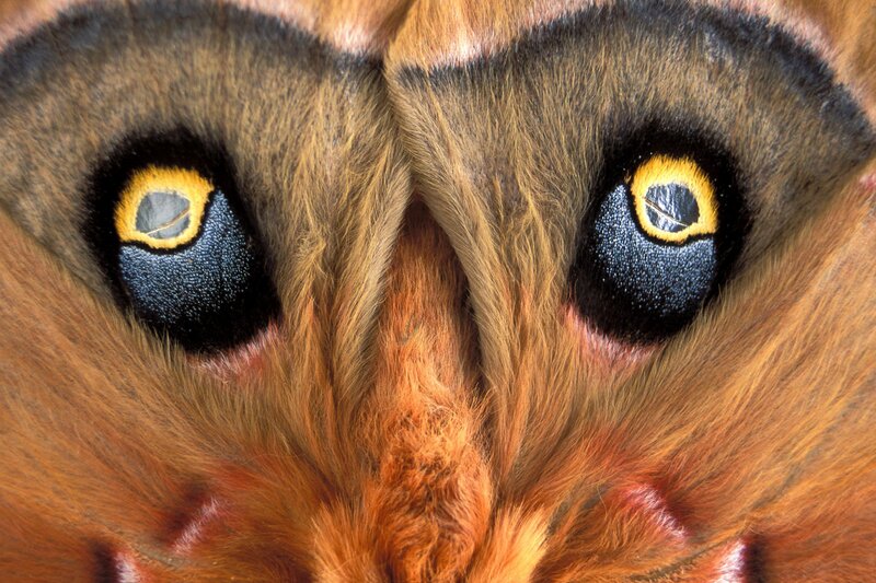 Close-up of a moth's eyes