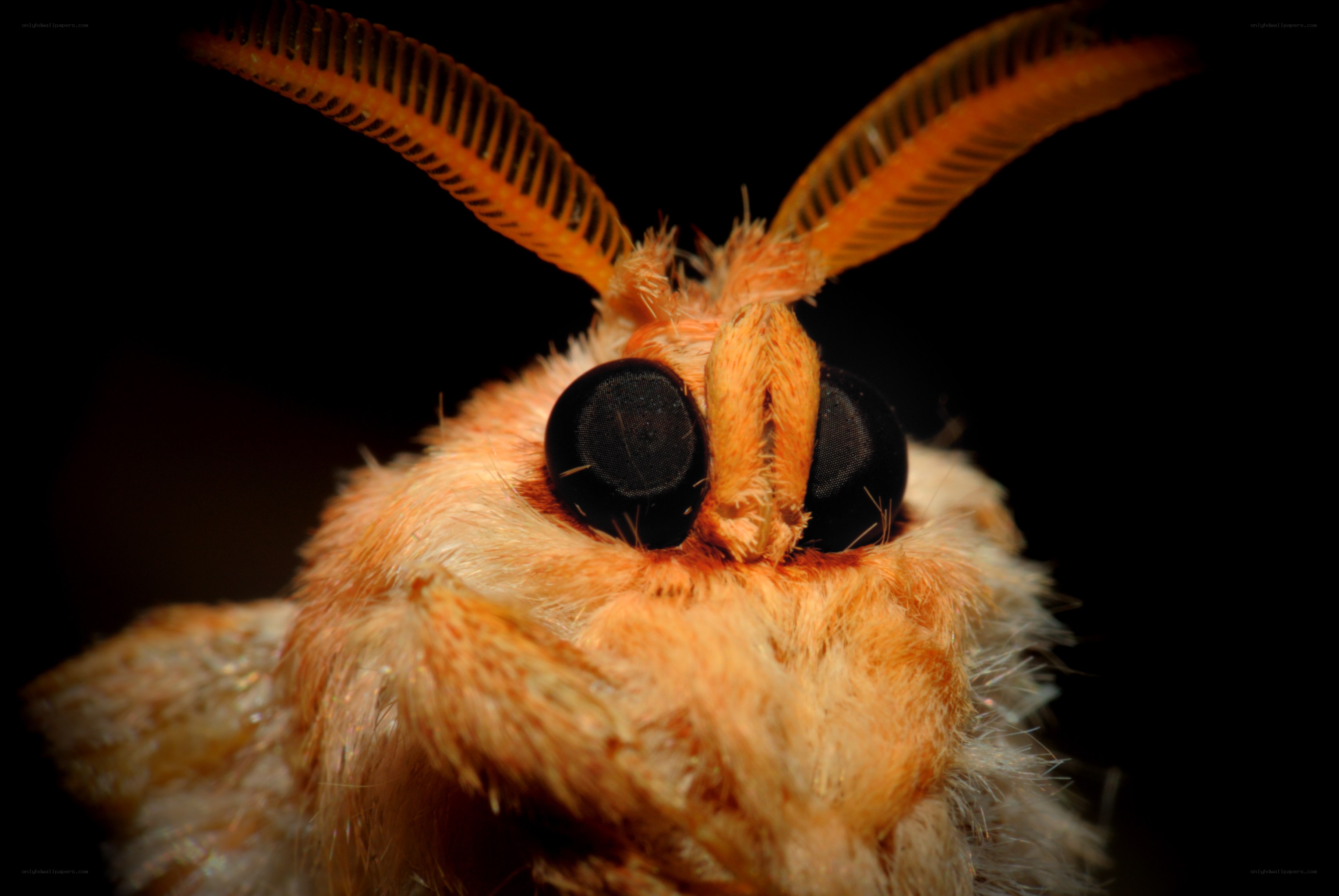 close-up of a moth's face