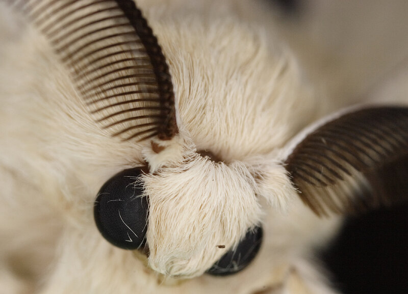 close-up of a moth's head